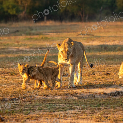 Lion, Panthera leo, two lionesses and cubs. Lion, Panthera leo, two lionesses and cubs.