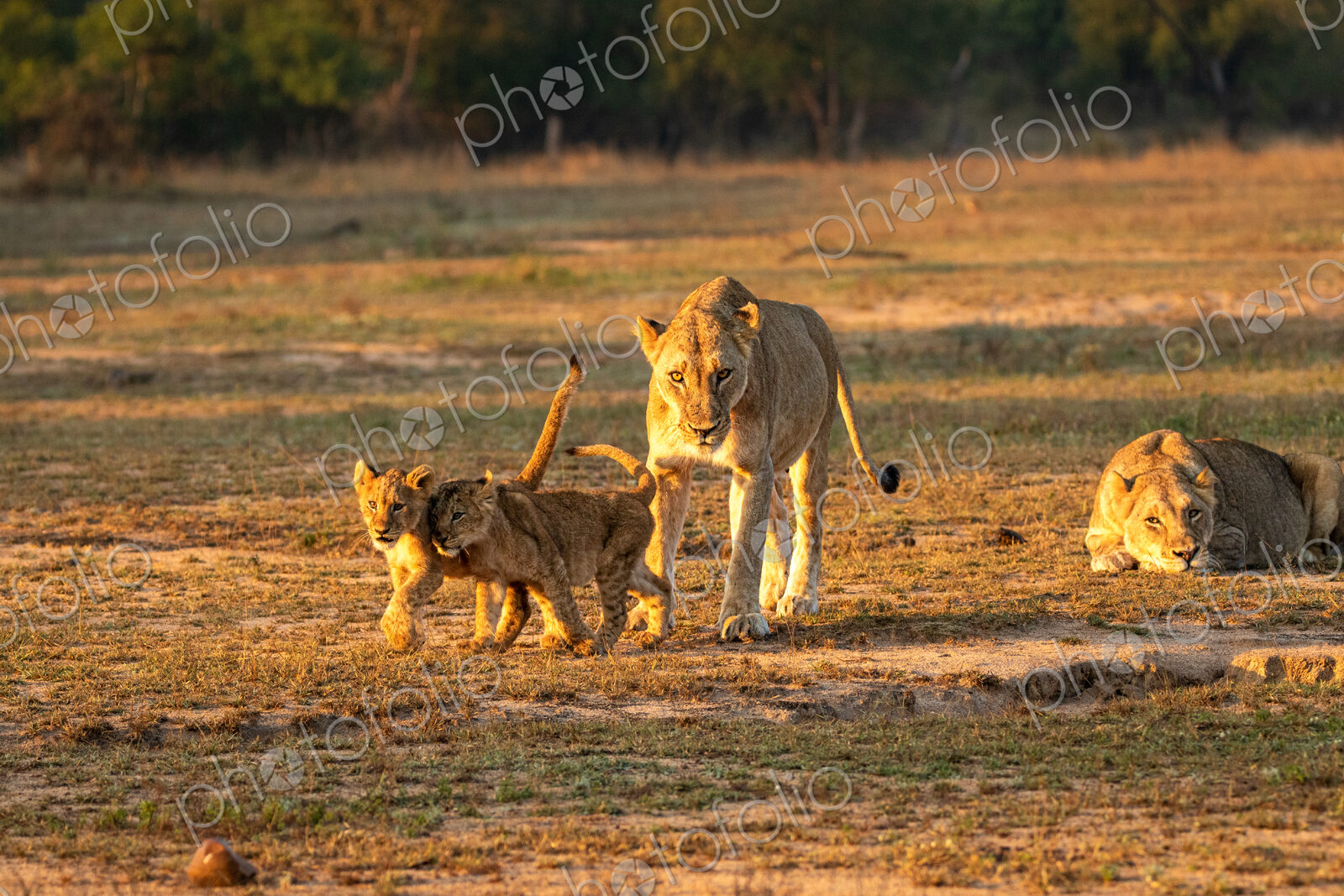 Lion, Panthera leo, two lionesses and cubs.