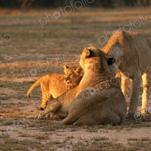 Lion, Panthera leo, two lionesses and cubs. Lion, Panthera leo, two lionesses and cubs.