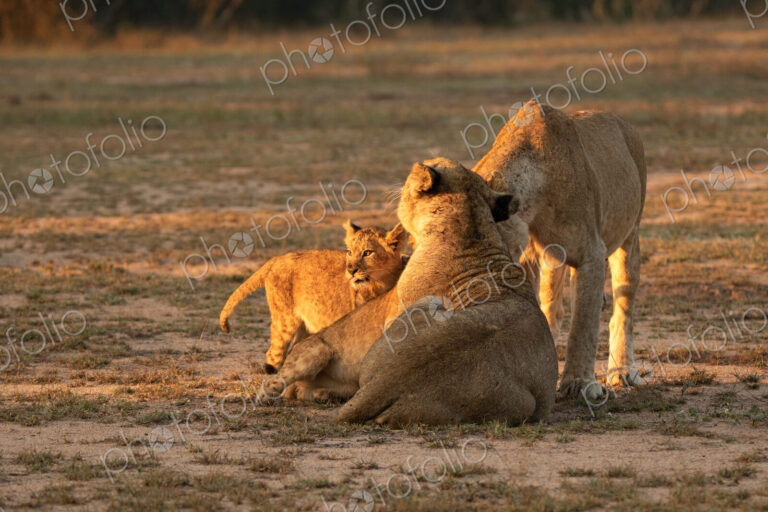 Lion, Panthera leo, two lionesses and cubs.