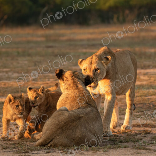 Lion, Panthera leo, two lionesses and cubs. Lion, Panthera leo, two lionesses and cubs.