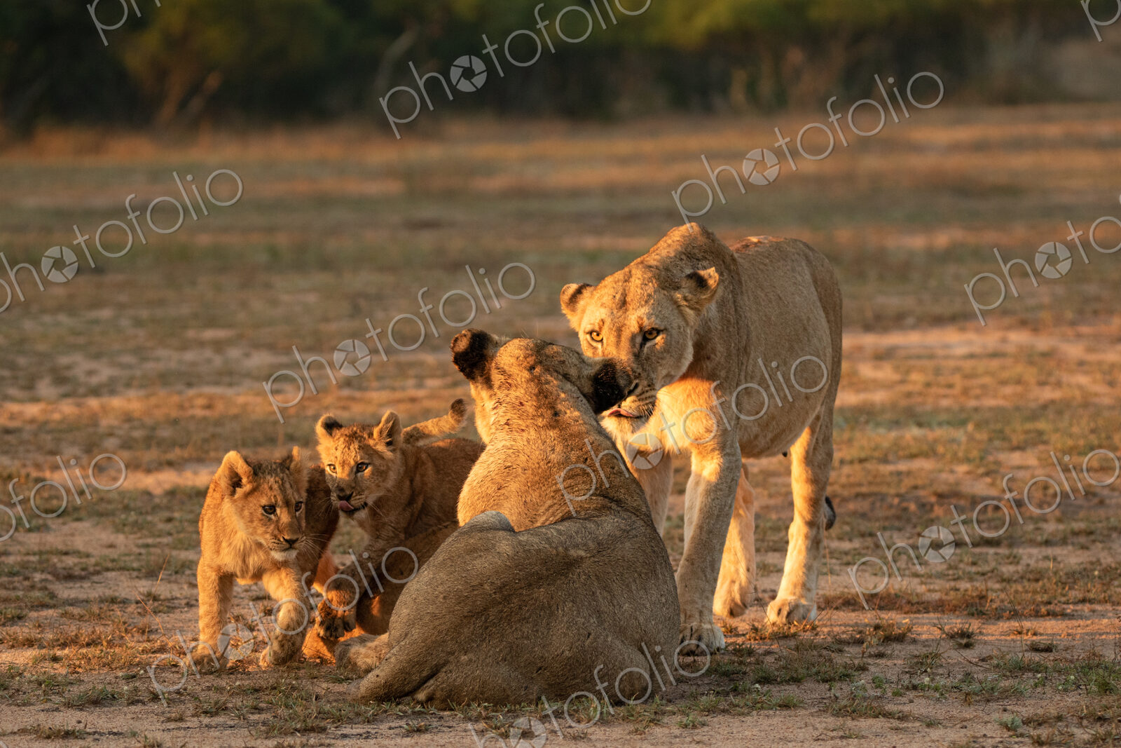 Lion, Panthera leo, two lionesses and cubs.