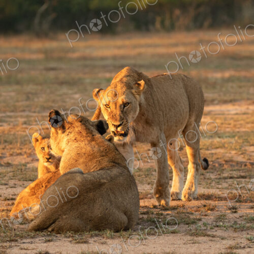 Lion, Panthera leo, two lionesses and cubs. Lion, Panthera leo, two lionesses and cubs.