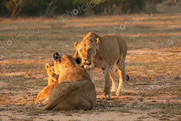 Lion, Panthera leo, two lionesses and cubs.