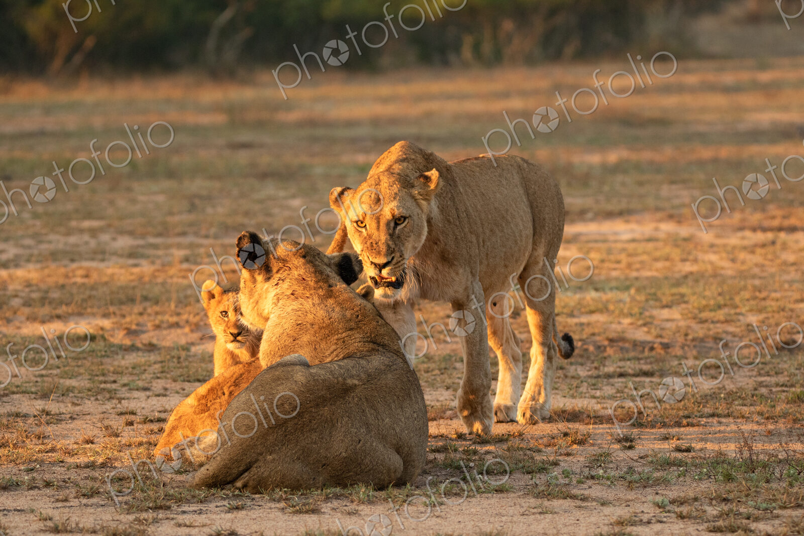 Lion, Panthera leo, two lionesses and cubs.