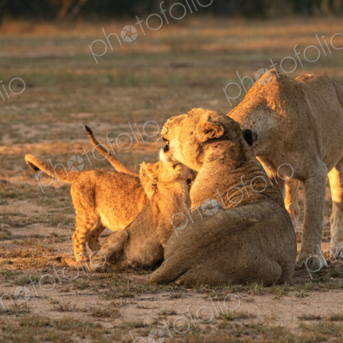 Lion, Panthera leo, two lionesses and cubs.