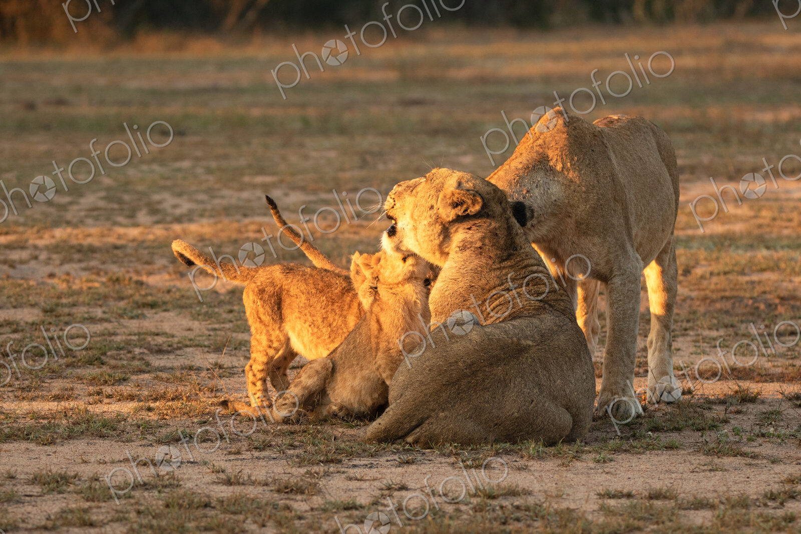 Lion, Panthera leo, two lionesses and cubs.