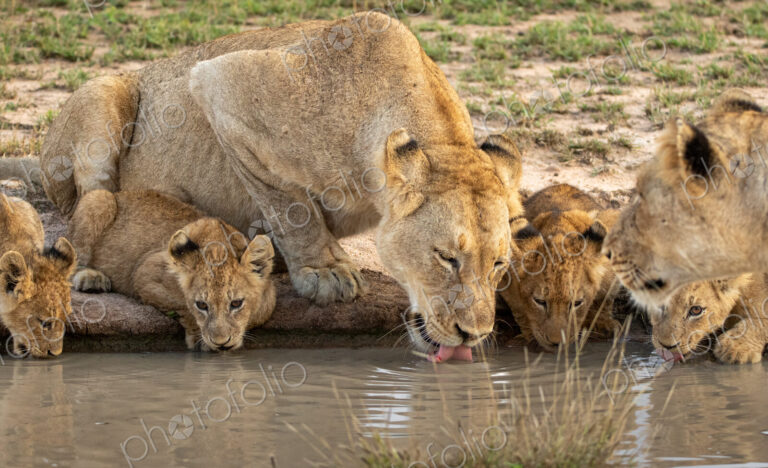 Lion, Panthera leo, two lionesses and three cubs drinking from a water hole.