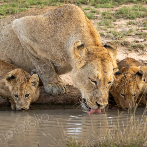 Lion, Panthera leo, two lionesses and three cubs drinking from a water hole.