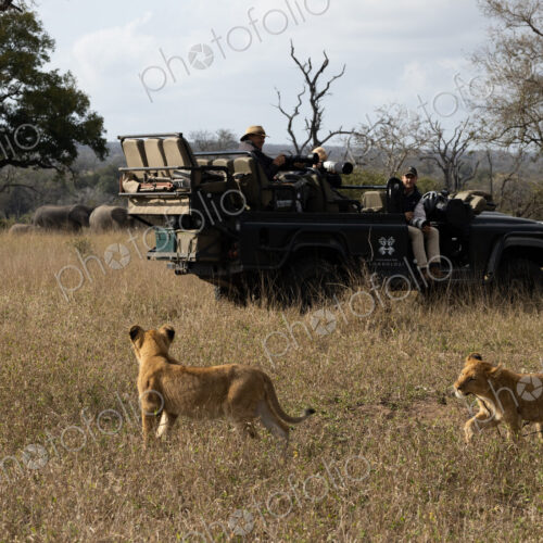 Lion, Panthera leo, two lions walking past a safari vehicle. Lion, Panthera leo, two lions walking past a safari vehicle.