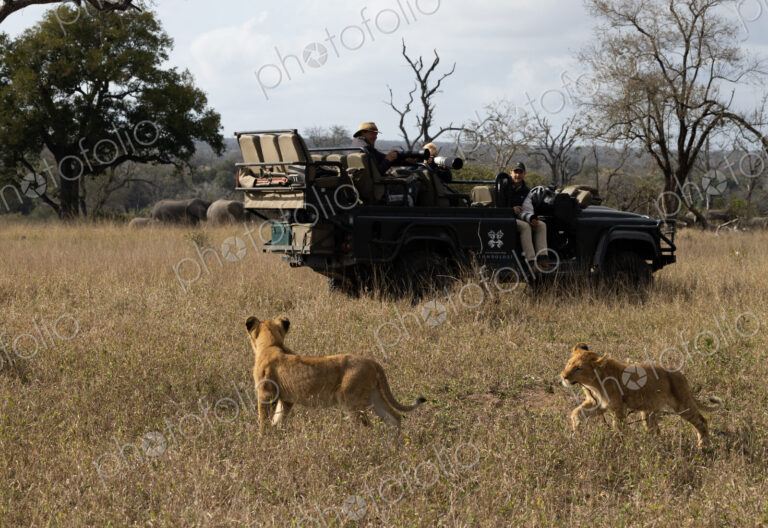 Lion, Panthera leo, two lions walking past a safari vehicle.
