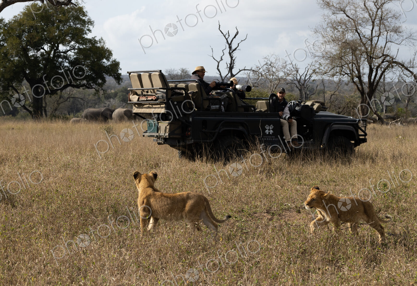 Lion, Panthera leo, two lions walking past a safari vehicle.