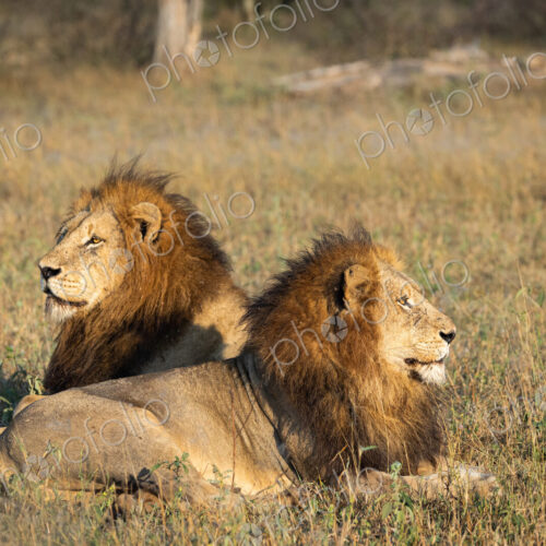 Lion, Panthera leo, two male lions lying down, staring in opposite directions.