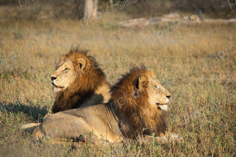 Lion, Panthera leo, two male lions lying down, staring in opposite directions.