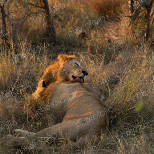 Lion, Panthera leo, two male lions resting together.