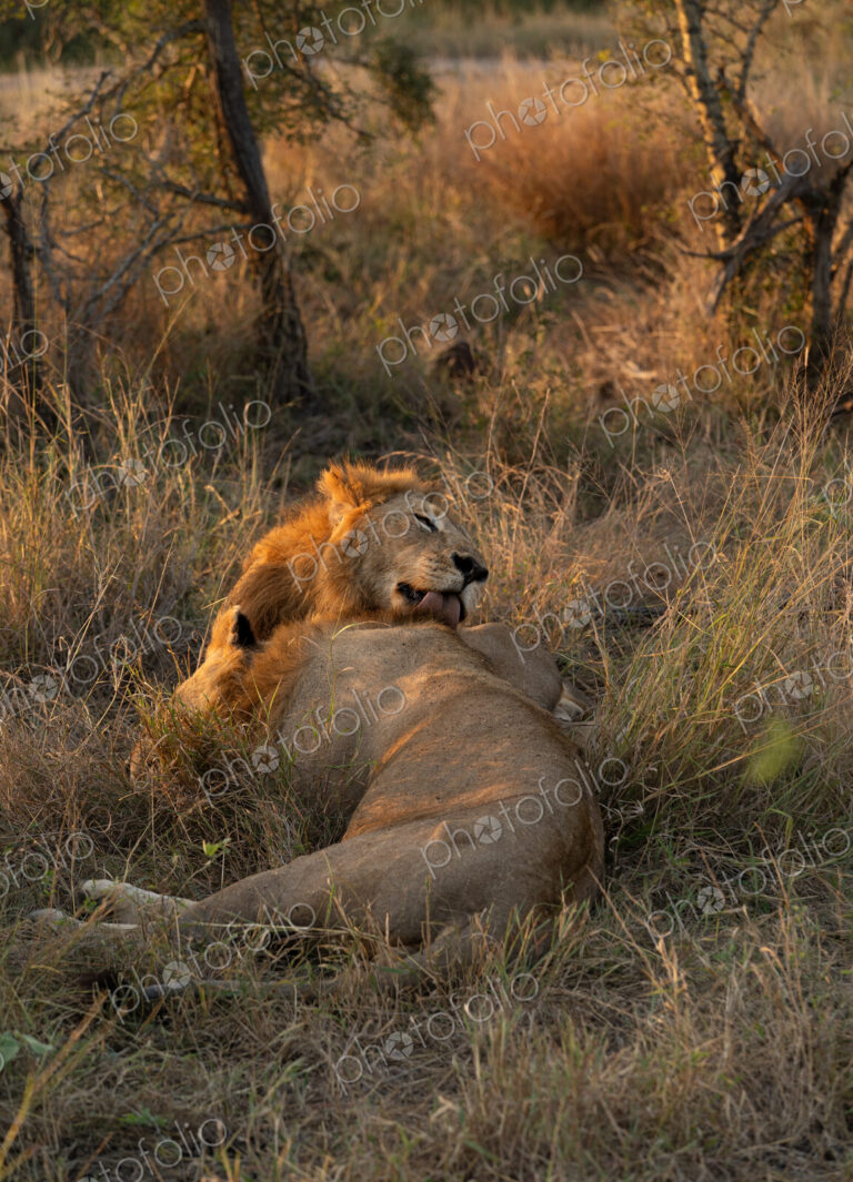 Lion, Panthera leo, two male lions resting together.