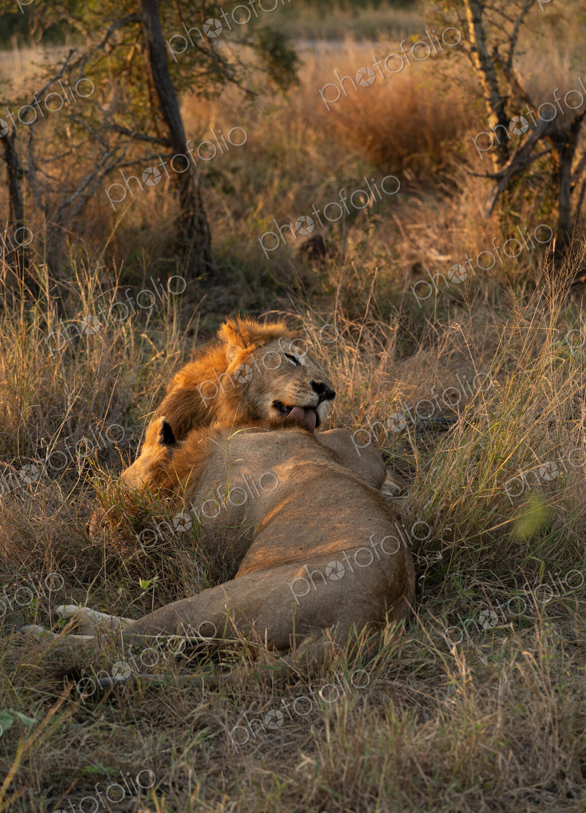 Lion, Panthera leo, two male lions resting together.