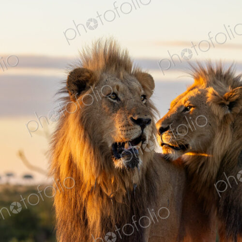 Lion, Panthera leo, two males standing together during sunset.