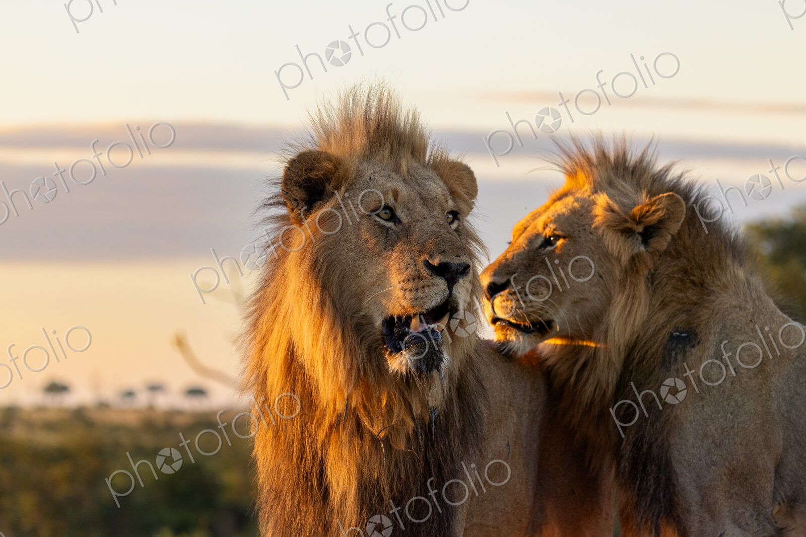 Lion, Panthera leo, two males standing together during sunset.