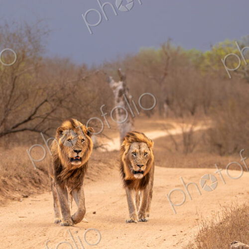 Lion, Panthera leo, two males walking together. Lion, Panthera leo, two males walking together.