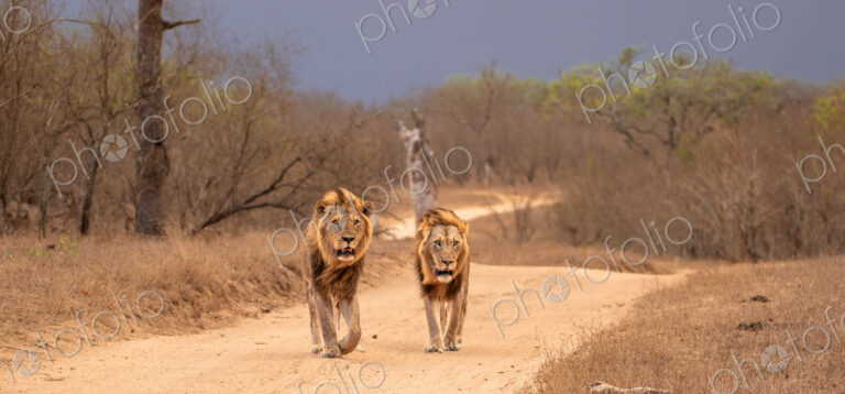 Lion, Panthera leo, two males walking together.