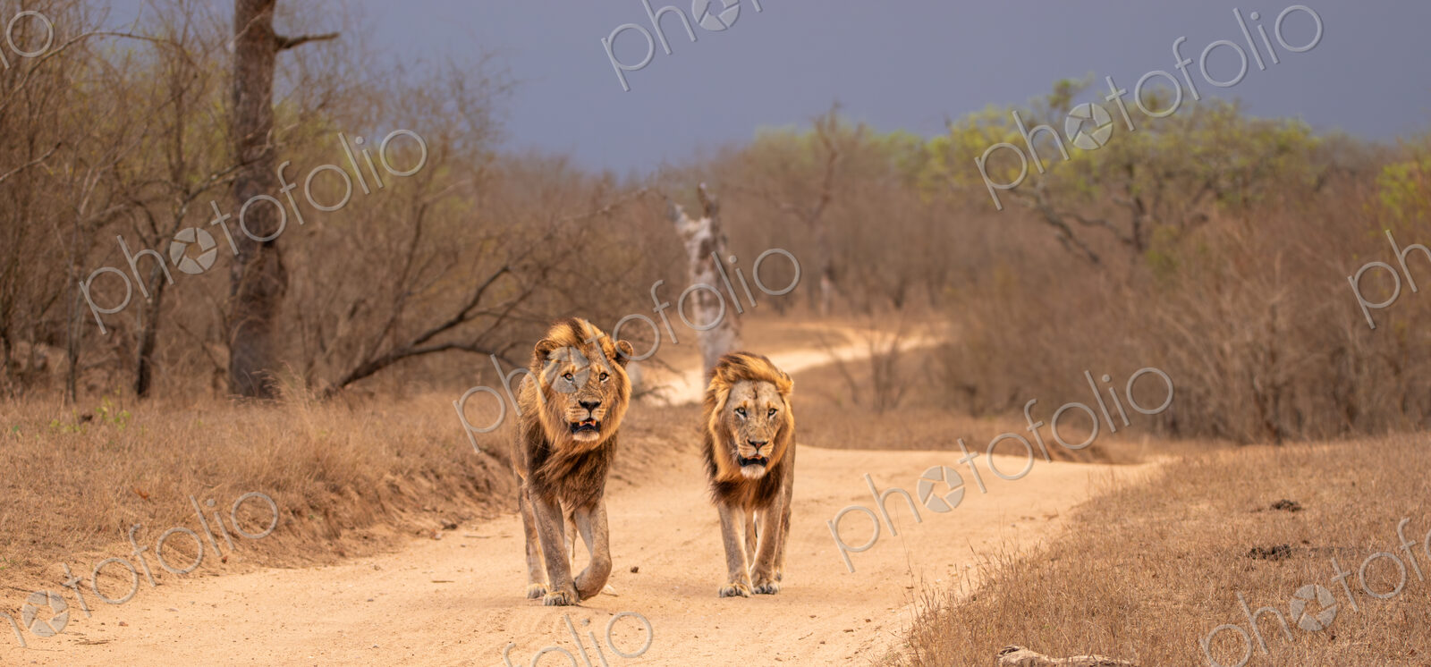 Lion, Panthera leo, two males walking together.