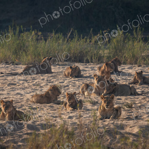 Lion Pride, Panthera leo, members of a lion pride resting near a riverbed. Lion Pride, Panthera leo, members of a lion pride resting near a riverbed.