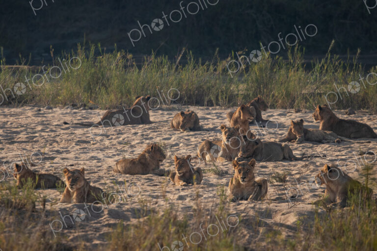 Lion Pride, Panthera leo, members of a lion pride resting near a riverbed.
