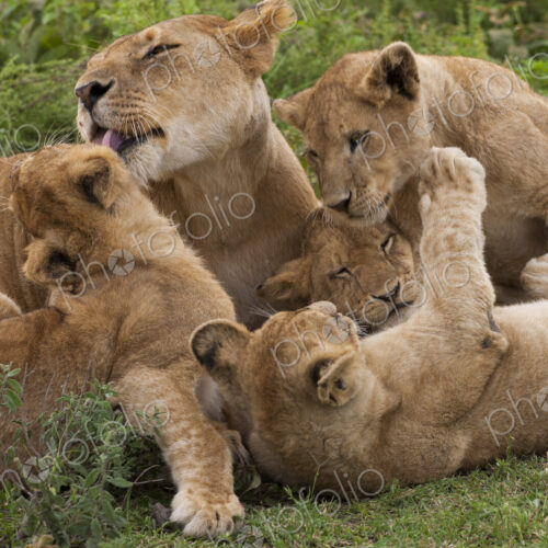 Lion and cubs playing in the Serengeti National Park, Tanzania Lion and cubs playing in the Serengeti National Park, Tanzania