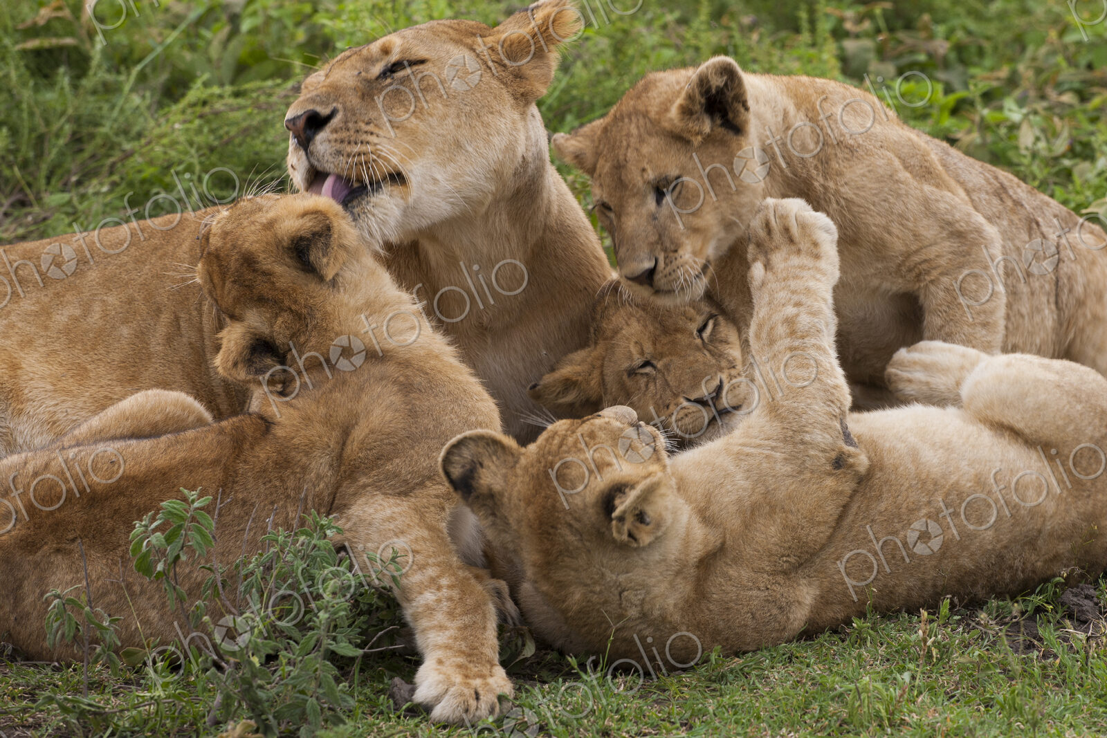 Lion and cubs playing in the Serengeti National Park, Tanzania