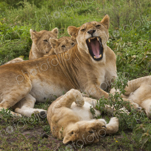 Lion and cubs resting and relaxing in the Serengeti National Park, Tanzania Lion and cubs resting and relaxing in the Serengeti National Park, Tanzania