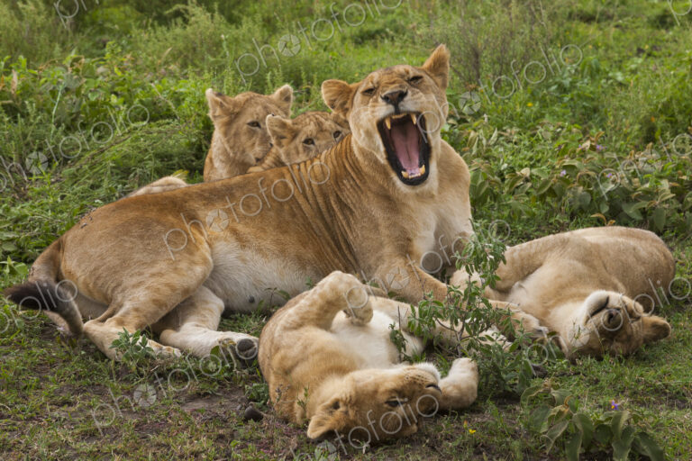 Lion and cubs resting and relaxing in the Serengeti National Park, Tanzania