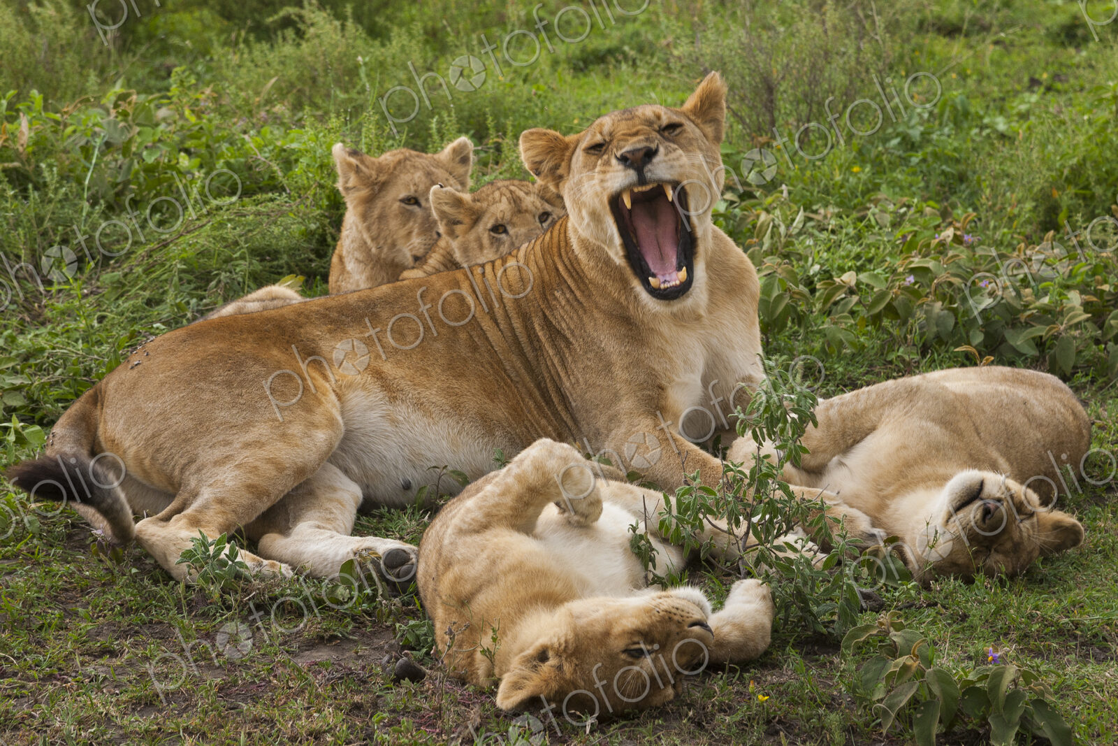Lion and cubs resting and relaxing in the Serengeti National Park, Tanzania
