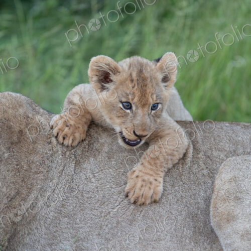 Lion cub, Panthera Leo, lying on its mother. Lion cub, Panthera Leo, lying on its mother.
