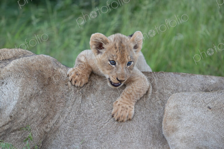 Lion cub, Panthera Leo, lying on its mother.