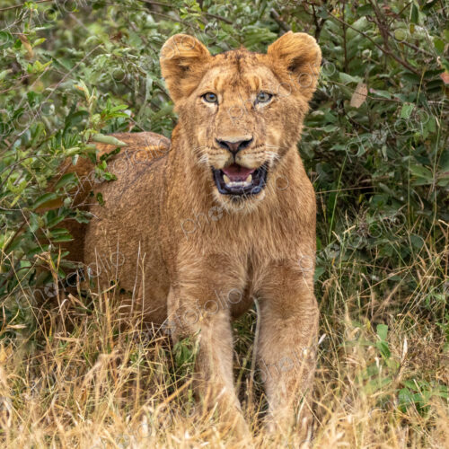 Lion cub, Panthera leo, hidden in a bush. Lion cub, Panthera leo, hidden in a bush.