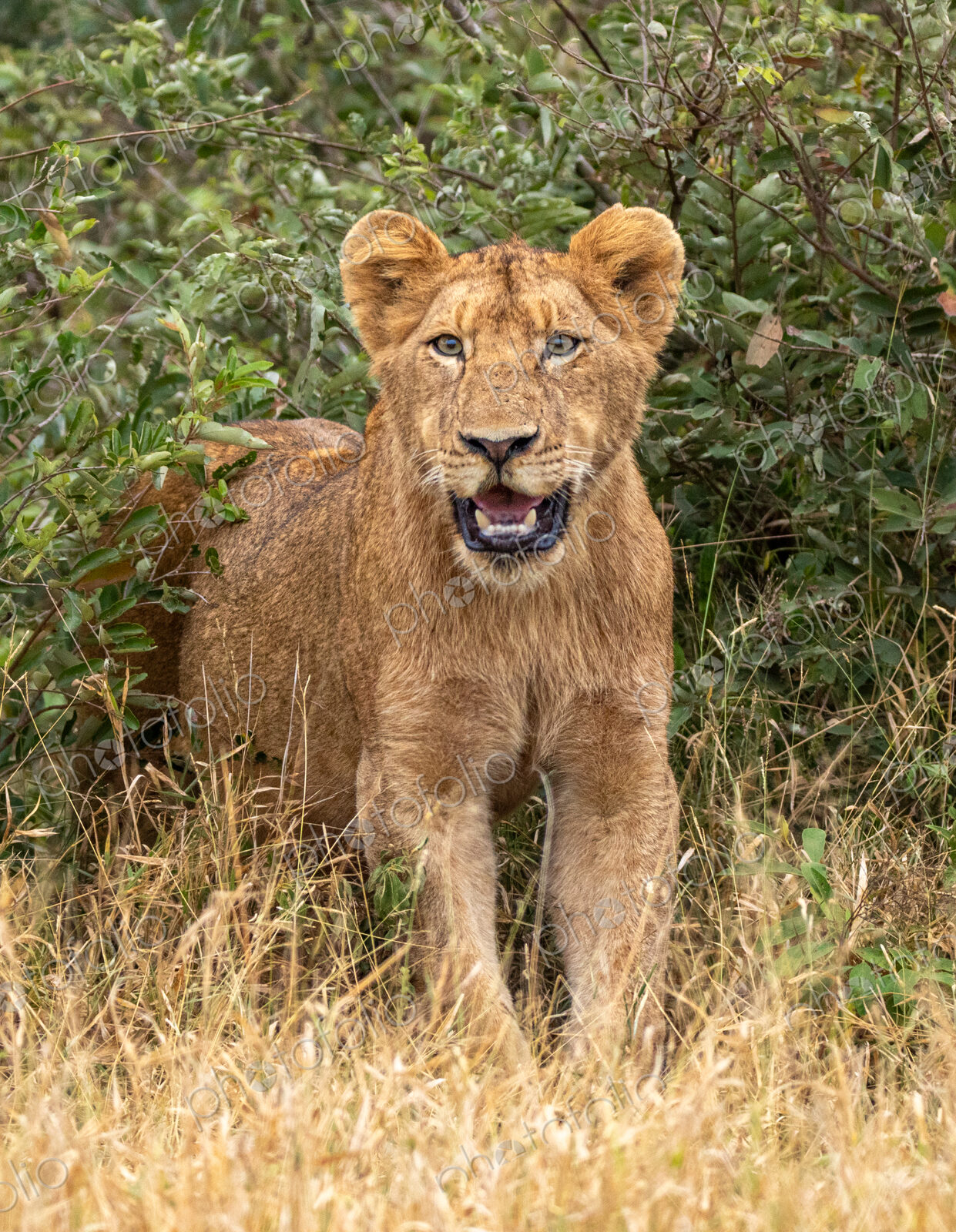 Lion cub, Panthera leo, hidden in a bush.