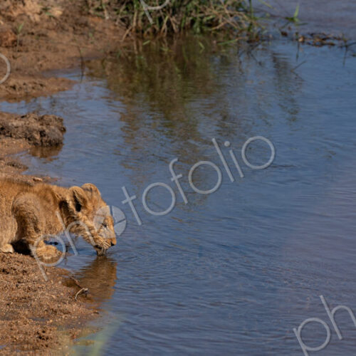 Lion cub, Panthera leo, lying on the sandy bank, drinking water from a river. Lion cub, Panthera leo, lying on the sandy bank, drinking water from a river.