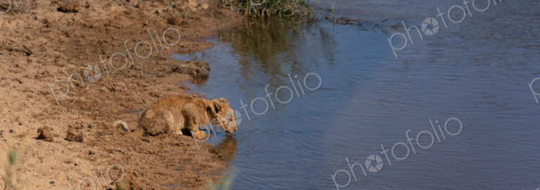 Lion cub, Panthera leo, lying on the sandy bank, drinking water from a river.