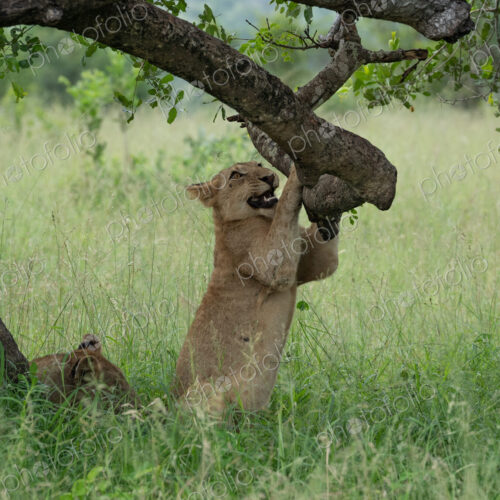 Lion cub, Panthera leo, playing with a tree branch. Lion cub, Panthera leo, playing with a tree branch.