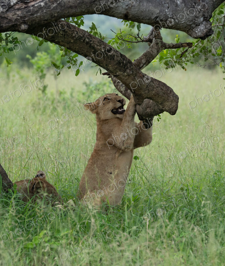 Lion cub, Panthera leo, playing with a tree branch.