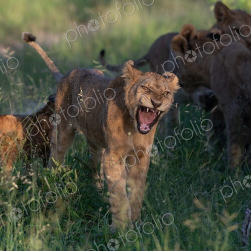Lion cub, Panthera leo, yawning. Lion cub, Panthera leo, yawning.