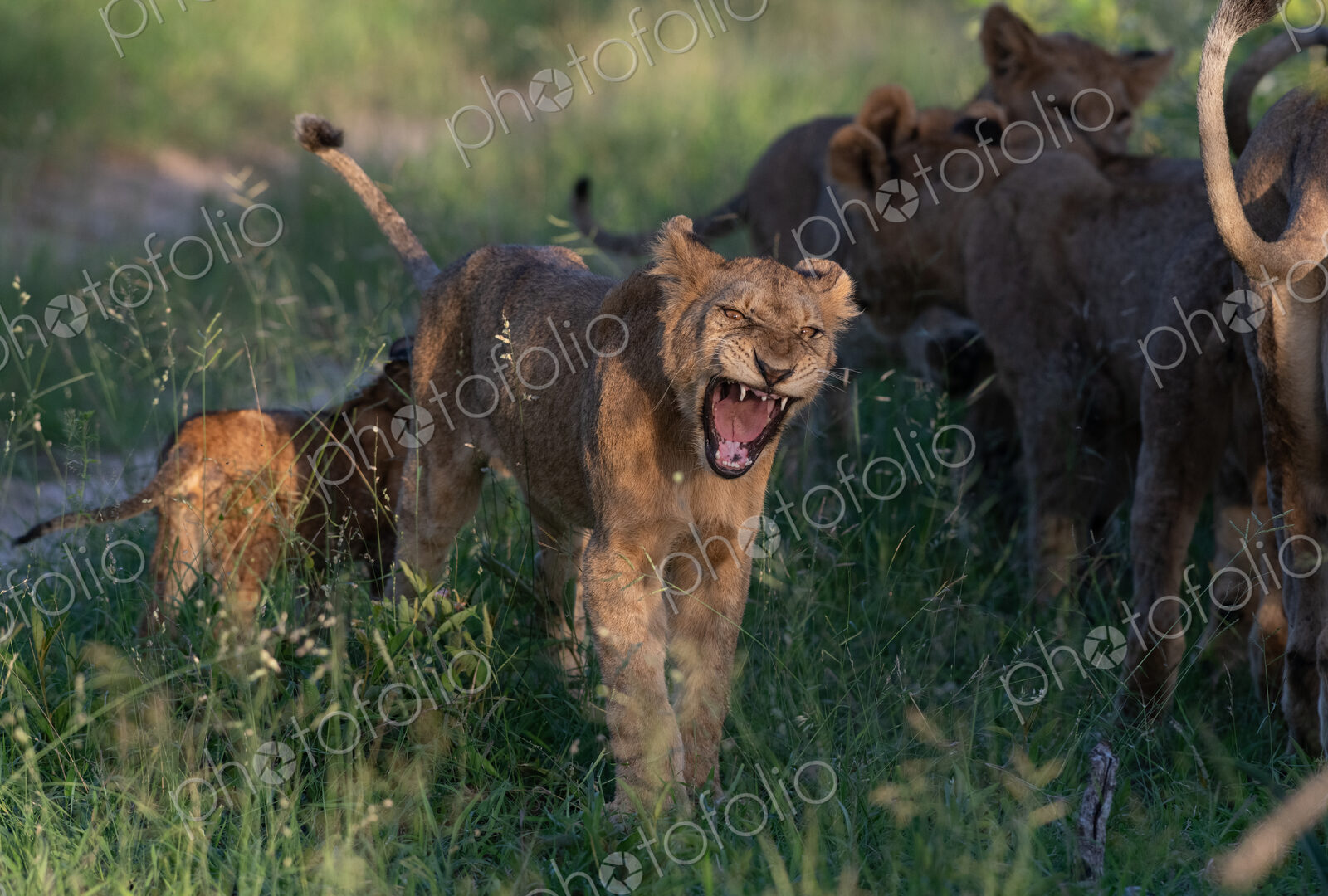Lion cub, Panthera leo, yawning.