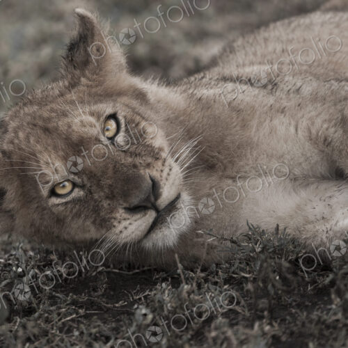 Lion cub lying on the ground in the Serengeti National Park, Tanzania