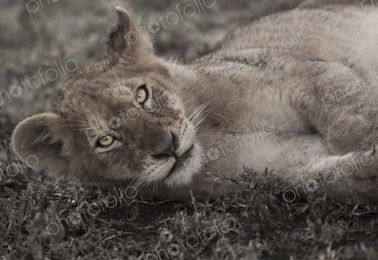 Lion cub lying on the ground in the Serengeti National Park, Tanzania