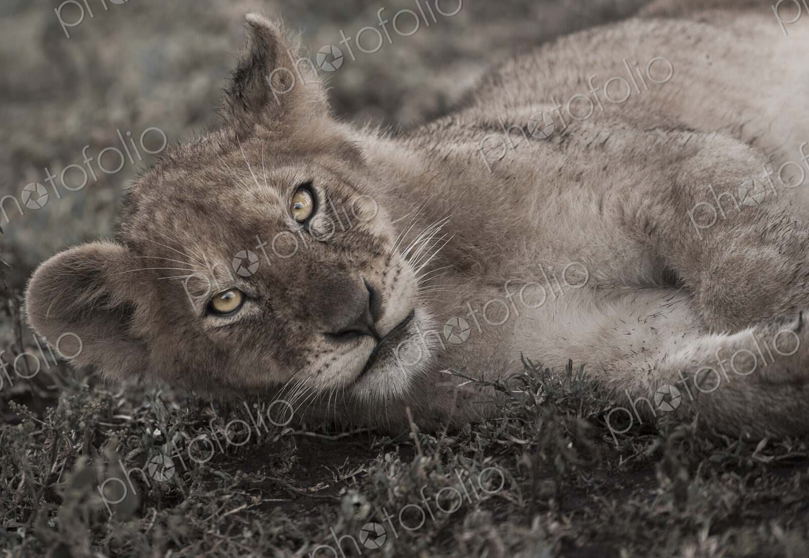 Lion cub lying on the ground in the Serengeti National Park, Tanzania