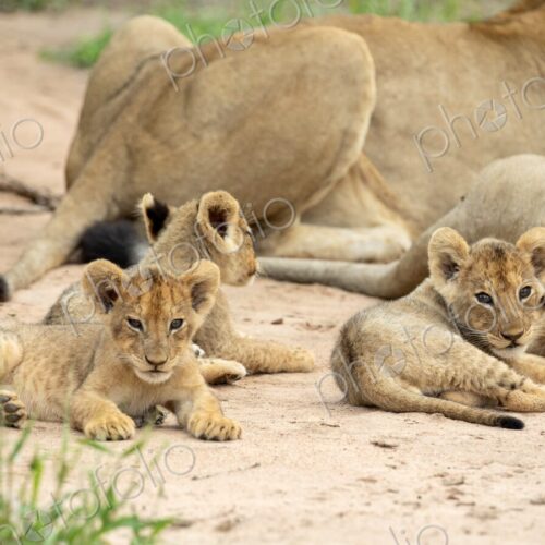 Lion cubs, Panthera Leo, lying on the ground, next to the rest of their pride. Lion cubs, Panthera Leo, lying on the ground, next to the rest of their pride.
