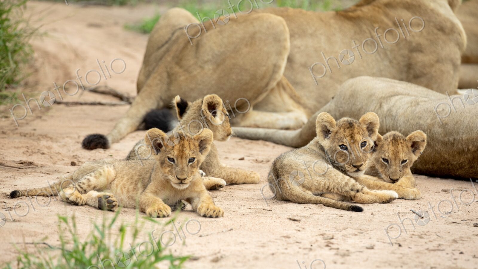 Lion cubs, Panthera Leo, lying on the ground, next to the rest of their pride.