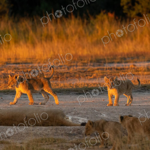 Lion cubs, Panthera Leo, walking together in golden sunset light. Lion cubs, Panthera Leo, walking together in golden sunset light.
