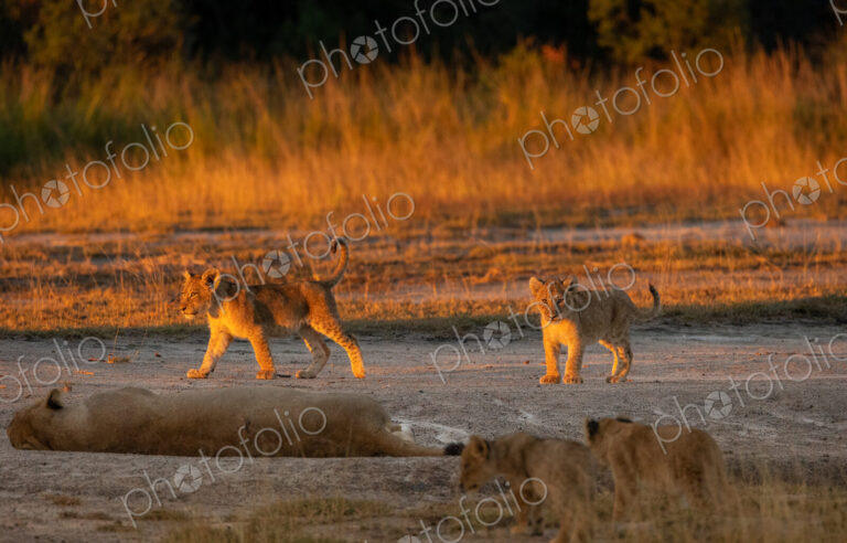 Lion cubs, Panthera Leo, walking together in golden sunset light.